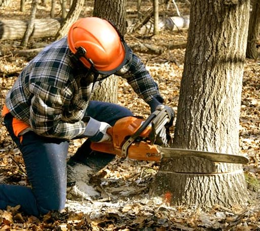Tree Removal in Tupelo, OK